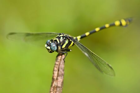 Dragonfly from Sri Lanka. Rapacious Flangetail, Ictinogomphus rapax, sitting on the green leaves. Beautiful dragon fly in the nature habitat. Nice insect from Asia. Summer day in the nature.の写真素材