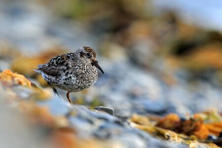 Purple Sandpiper, Calidris maritima, sea water bird in the nature habitat. Animal on the ocean coast. White bird in the sand beach. Beautiful bird from Svalbard, Norway. Wildlife scene from Europe.の写真素材