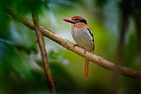 Rare exotic kingfishers from Sulawesi, Indonesia. Lilac-cheeked Kingfisher, Citure cyanotis, sitting on the branch in the green tropic forest. Beautiful jungle kingfisher, wildlife scene from nature.の写真素材