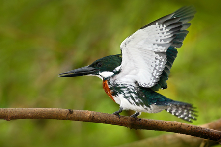 Beautiful bird. Amazon Kingfisher, with open wings, portrait of green and orange bird, CanoNegro, Costa Rica. Kingfisher from tropic forest. Portrait of beautiful bird from Peru Amazon.の写真素材