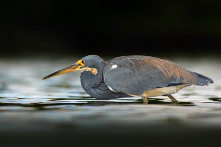 Hunting bird. Water bird sitting in the water. Beach in Florida, USA. Water bird Tricolored Heron, Egretta tricolor, with orange bill in the nature habitat. Animal in the water.の写真素材