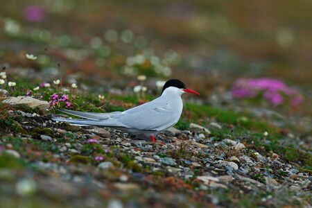 White bird with black cap, Arctic Tern, Sterna paradisaea, with Arctic landscape in background, Svalbard, Norway. Tern in the pink flower. Wildlife scene with bird from Svalbard. Summer in the Norway.の写真素材