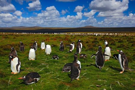 Group of penguins in the green grass. Gentoo penguins with blue sky and white clouds. Penguins in the nature habitat. Birds from Falkland Island. Penguin with beautiful landscape.の写真素材