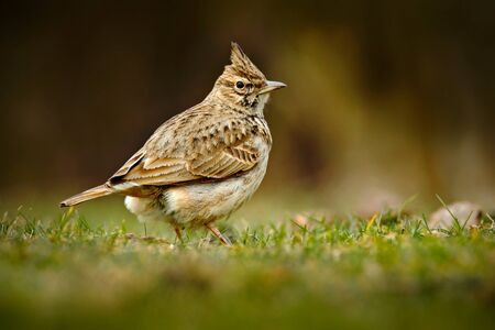 Crested Lark, Galerida cristata, in the grass on the meadow. Bird in the nature habitat, Czech Republic.の写真素材