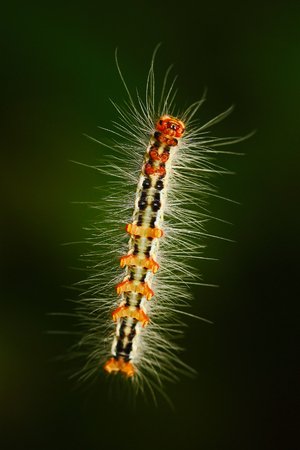 Levitate caterpillar with bristles. caterpillar from Sri Lanka, Asia. caterpillar in the nature...
