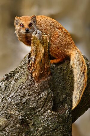 Yellow Mongoose, Cynictis penicillata, sitting on the tree trunk. Yellow Mongoose in the nature habitat. Yellow Mongoose with long tail. African animal from Botswana. Yellow Mongoose from Africa.の写真素材
