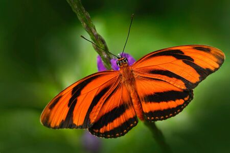 Orange Barred Tiger, Dryadula phaetusa, butterfly in nature habitat. Nice insect from Mexico....