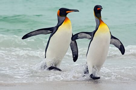 King penguins going from blue water, Atlantic ocean in Falkland Island. Sea bird in the nature habitat. Penguins in the water. Penguins in the sea waves. Penguin with black and yellow head.の写真素材