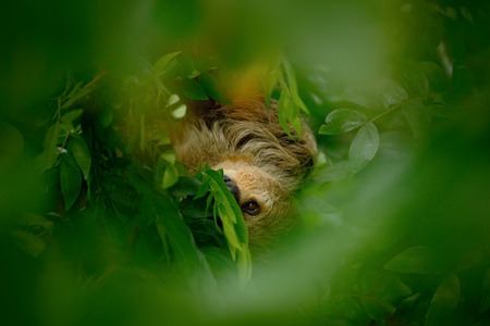 Sloth hidden in the dark green vegetation. Linnaeus's two-toed Sloth, Choloepus didactylus, from the Costa Rica tropic forest. Beautiful animal in nature habitat. Portrait of sloth in Central America.の写真素材