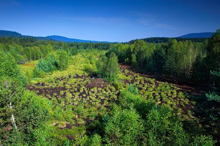 Typical landscape from Sumava National Park in Czech Republic, Soumarske raseliniste. Green forest with blue sky. Peat bog place with spruce forest during summer.の写真素材