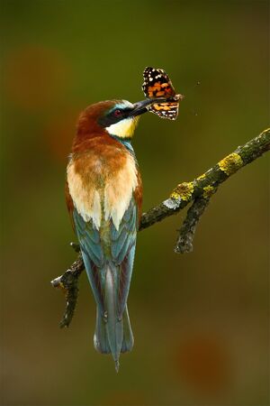Summer color. Summer colorful bird in flowers. European bee-eater, Merops apiaster, beautiful bird sitting on the branch with butterfly in the bill. Action scene in the nature habitat, Hungary.の写真素材