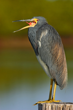 Bird with open bill. Water bird sitting on the tree stump. Beach in Florida, USA. Water bird Tricolored Heron, Egretta tricolor, with orange bill in the nature habitat. Animal in the water.の写真素材