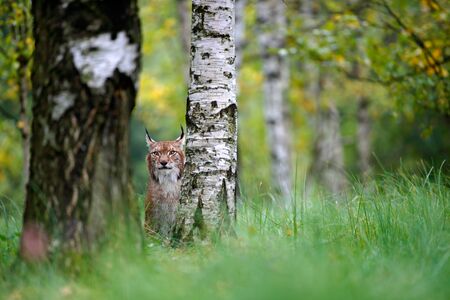 Wild Cat Lynx in the nature forest habitat. Eurasian Lynx in the forest, hidden behind the tree.の写真素材
