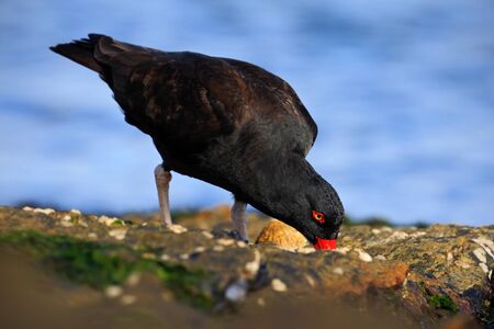 Black bird with red bill. Blakish oystercatcher, Haematopus ater, with oyster in the bill, black water bird with red bill. Bird feeding sea food, sea, Falkland Islands. Bird sitting on the stone.の写真素材