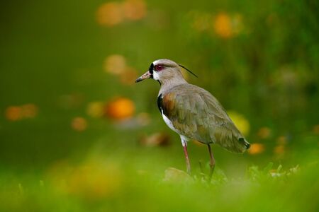 Southern Lapwing, Vanellus chilensis, exotic bird water During sunrise, in the nature habitat,...