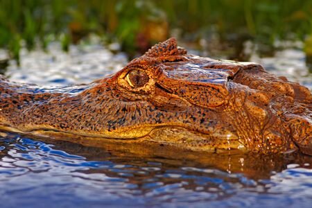 Portrait of yacare Caiman in blue water, Cano Negro, Costa Ricaの写真素材