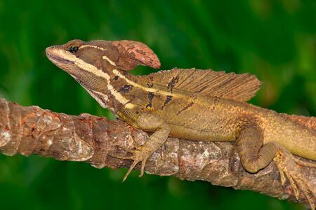 Brown Basilisk, Basiliscus vittatus, in the nature habitat. Beautiful portrait of rare lizard from Costa Rica. Basilisk in the green forest near the river. Animal from tropic part of Central America.の写真素材