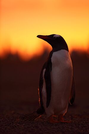 Evening penguin scene in the orange sunset. Beautiful gentoo penguin with sun light. Penguin with evening light. Open penguin bill. Young adult with. Penguins in the nature. antarcticaの写真素材