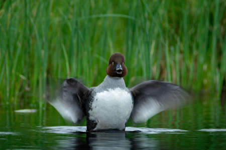 Cammon Goldeney, Bucephala clangula, in the water pond with open wing. Grey and brown duck in the river with green grass in the background. Sea duck breeding habitat in ITS in taiga, flowering grassの写真素材