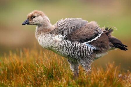 Wild white goose Upland, Chloephaga picta, walking in the red autumn grass, Argentinaの写真素材