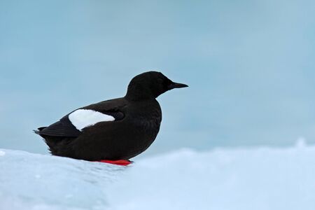 Bird on the ice. Black Guillemot, Cepphus grylle, black water bird with red legs, sitting on the ice with snow, animal habitat in the nature, winter scene, Svalbard, Norway. Cold wildlife scene.の写真素材
