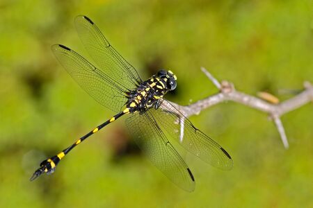 Dragonfly from Sri Lanka. Rapacious Flangetail, Ictinogomphus rapax, sitting on the green leaves. Beautiful dragon fly in the nature habitat. Nice insect from Asia. Summer day in the nature.の写真素材