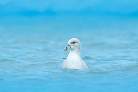 Bird in cold ice blue water. Northern Fulmar, Fulmarus glacialis, white bird in the blue water, dark blue ice in the background, animal in the Arctic nature habitat, Svalbard, Norway. Wildlife scene.の写真素材