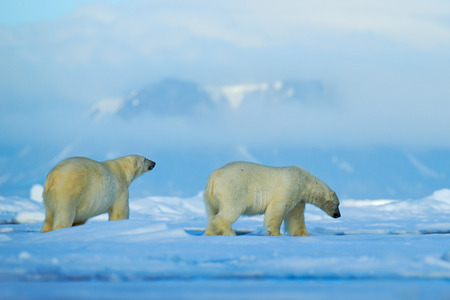 Wildlife scene with two polar bears from the Arctic. Polar bear couple cuddling on drift ice in...