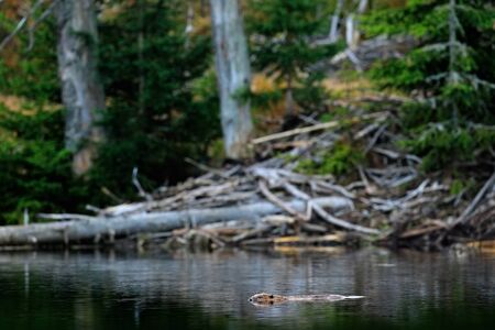 Wildlife scene from nature. Animal from Sumava mountain, Czech Republic. Beaver in water surface,...
