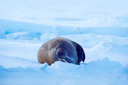 Walrus, Odobenus rosmarus, stick out from blue water on white ice with snow, Svalbard, Norway. Winter landscape with big animal. Snowy Arctic landscape with big animal. Walrus on cold ice with snow. の写真素材