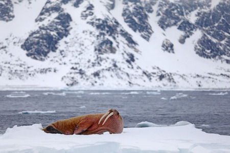 Walrus, Odobenus rosmarus, stick out from blue water on white ice with snow, Svalbard, Norway. Winter landscape with big animal. Snowy Arctic landscape with big animal. Walrus on cold ice with snow.の写真素材