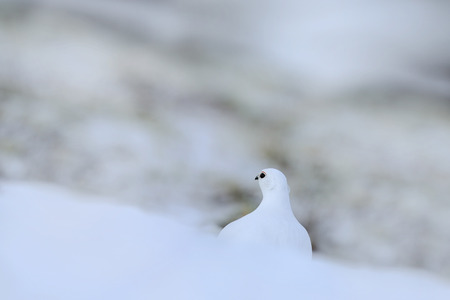 White bird hidden in white habitat. Art view of nature. Rock Ptarmigan, Lagopus mutus, white bird sitting on the snow, Norway.の写真素材