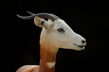 Dama gazelle, addra gazelle, or mhorr gazelle, Nanger dama, detail portrait with horn. Animal from Africa. Close-up portrait of face. of gazelle. Wildlife scene from nature, Niger, Chad and Sudan.の写真素材