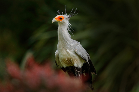 Secretary Bird, Sagittarius serpentarius, Portrait of nice grey bird of prey with orange face,...