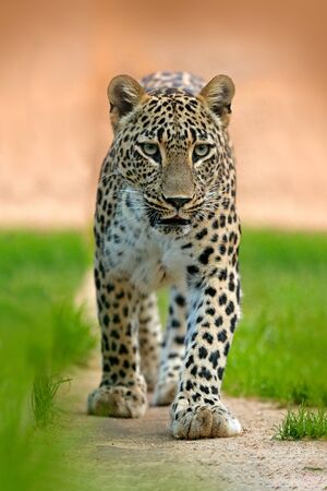 Persian leopard or Central Asian Caucasian leopard, Panthera pardus saxicolor, face portrait of wild...