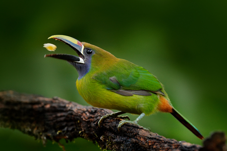 Blue-throated Toucanet, Aulacorhynchus prasinus, detail portrait of green toucan bird, nature habitat, Costa Rica. Beautiful bird with big bill. Toucan with fruits in bill. Wildlife scene, nature.の写真素材