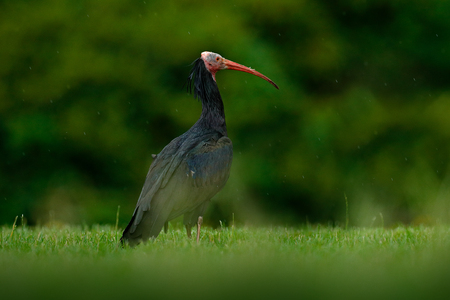 Northern Bald Ibis Geronticus eremita, exotic bird in the nature habitat, bird with rain  with beautiful evening sun light, during sunset, Marocco. Rare bird in the dark green grass in Africa.の写真素材