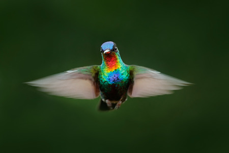 Fiery-throated Hummingbird, Panterpe insignis, shiny colour bird in fly. Wildlife flight action scene from tropic forest. Red glossy hummingbird in dark habitat. Mountain bright animal from Costa Rica.の写真素材