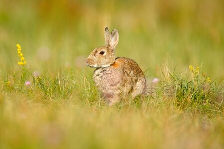 Animal in nature habitat, life in the meadow, Germany. European rabbit or common rabbit, Oryctolagus cuniculus, hidden in the grass. Wildlife Europe. Cute rabbit with flower dandelion sitting in grass.の写真素材