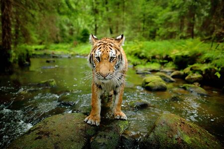 Amur tiger walking in river water. Danger animal, taiga, Russia. Animal in green forest stream. Gray...