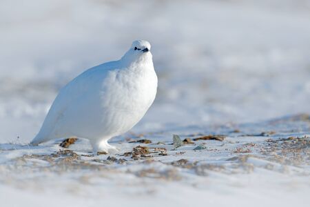 White Rock Ptarmigan, Lagopus mutus, white bird sitting on snow, Norway. Cold winter, north of Europe. Wildlife scene in snow. White bird hidden in white habitat. Art view of nature.  Hidden i nsnow.の写真素材