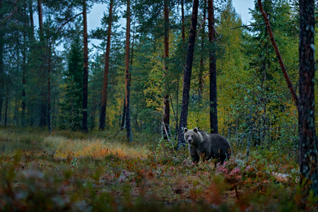 Bear hidden in dark forest. Autumn trees with bear. Beautiful brown bear walking around lake with fall colours. Dangerous animal in nature wood, meadow habitat. Wildlife habitat from wild Finland.の写真素材
