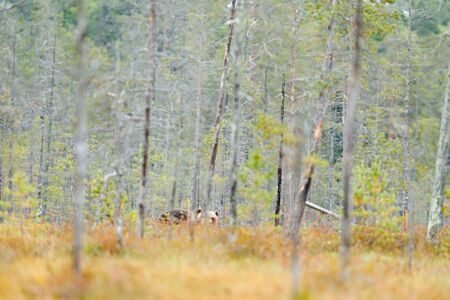 Bear hidden in yellow birch forest. Autumn trees with bear. Beautiful brown bear walking around lake with fall colours. Hidden dangerous animal in nature wood, meadow habitat. Wildlife habitat,Finland.の写真素材