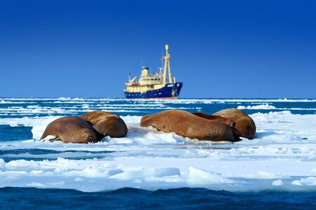 Arctic cruise in ice. The walrus, Odobenus rosmarus, stick out from blue water on pebble beach, blurred boat in background, Svalbard, Norway. Vessel in ocean, winter nature tour. Animal in snow.の写真素材