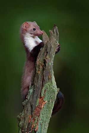 Stone marten, detail portrait of forest animal. Small predator sitting on the tree trunk with green moss in forest. Wildlife scene, Russia. Beech marten, Martes foina, with clear green background.の写真素材