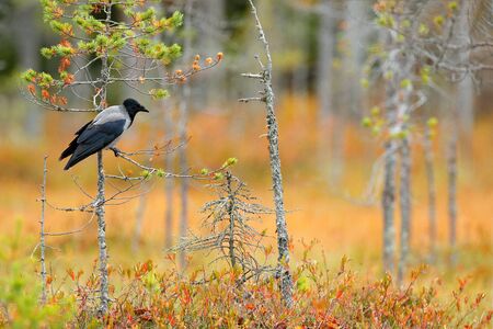 Hooded Crow, Corvus cornix, in orange forest leaves. Bird with orange fall down leaves and morning sun during orange autumn. Crow in the nature habitat. Small pine trees with wild black and grey birdの写真素材