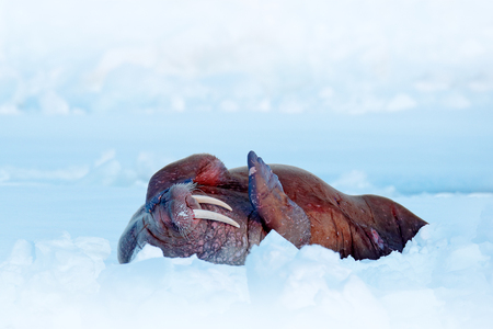 Walrus on cold ice with snow. Walrus, Odobenus rosmarus, stick out from blue water on white ice with snow, Svalbard, Norway. Winter landscape with big animal. Snowy Arctic landscape with big animal.の写真素材