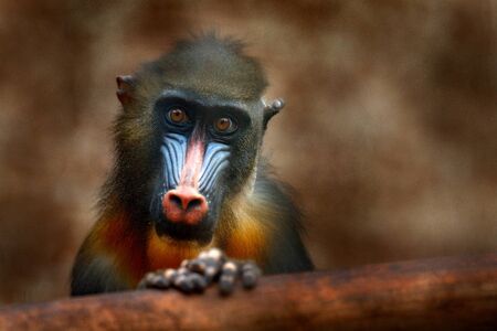 Mandrill, Mandrillus sphinx, primate monkey, sitting on tree branch in dark tropic forest. Animal in nature habitat, in forest. Detail portrait of monkey from central Africa, forest in Gabon. の写真素材