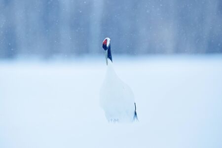 Red-crowned crane, Grus japonensis, walking white with snow storm, winter scene, Hokkaido, Japan. Beautiful bird in the nature habitat. Wildlife scene from nature. Crane with snow in the cold forest.の写真素材