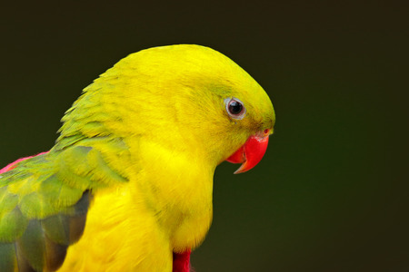 Portrait of rare yellow and green parrot. Regent parrot or Rock pebbler, Polytelis anthopeplus,...